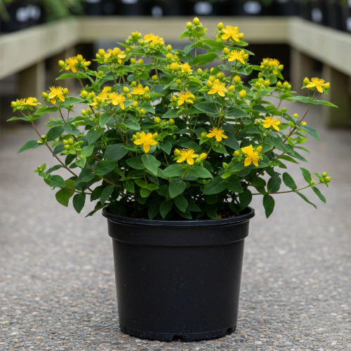 Зверобой непахучий купить