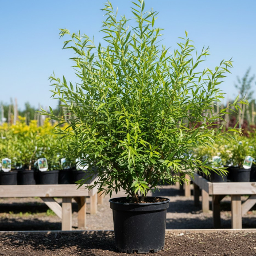 Ива Памяти Бажова купить