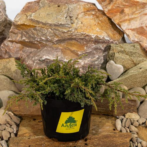 Можжевельник обыкновенный Репанда купить