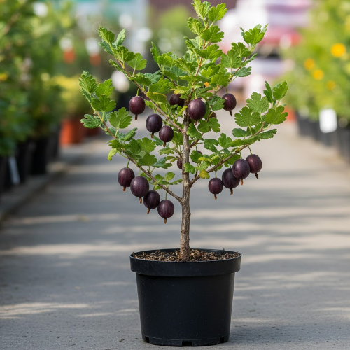 Крыжовник Грушенька купить