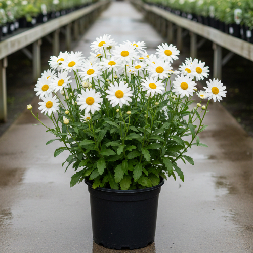 Нивяник (ромашка) Бекки купить