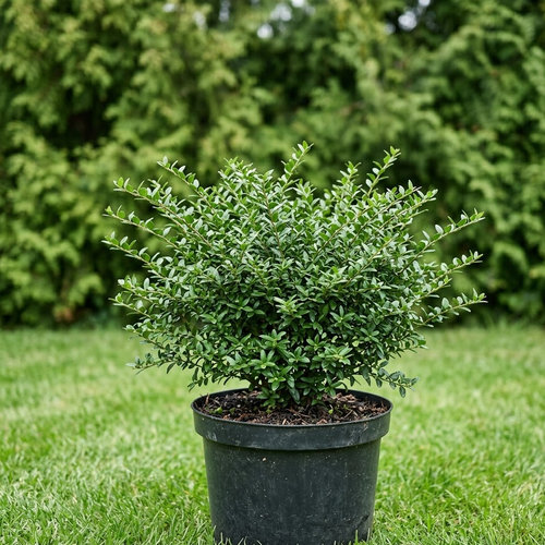 Жимолость блестящая Элегант купить