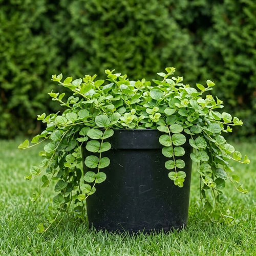 Вербейник монетчатый  купить