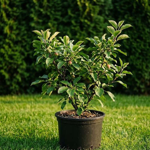 Яблоня декоративная Елена купить