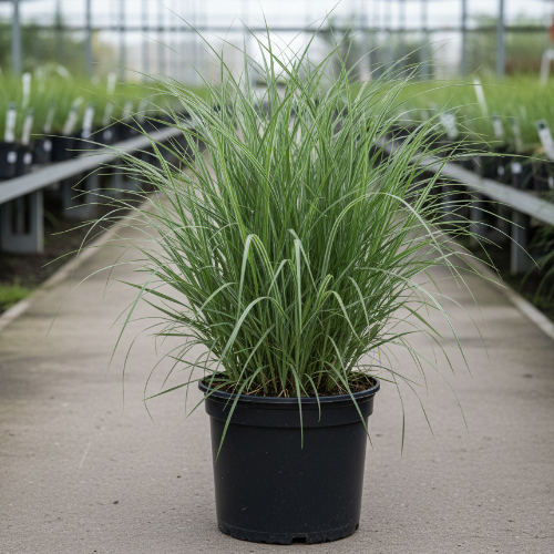 Мискантус китайский Morning Light купить