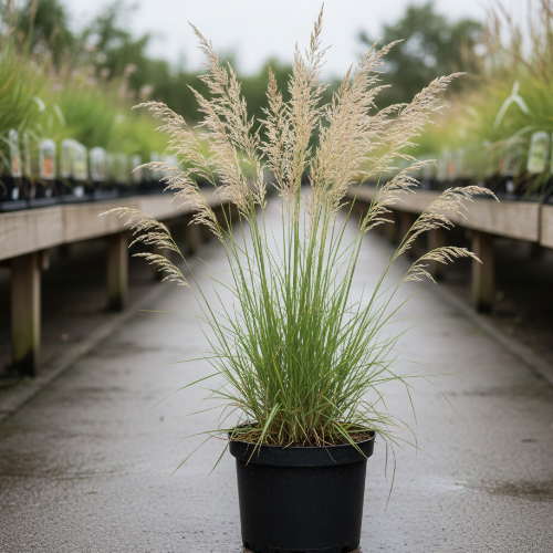 Молиния тростниковая купить