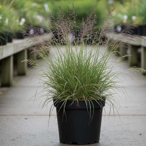 Молиния голубая Эдит Дадзус купить