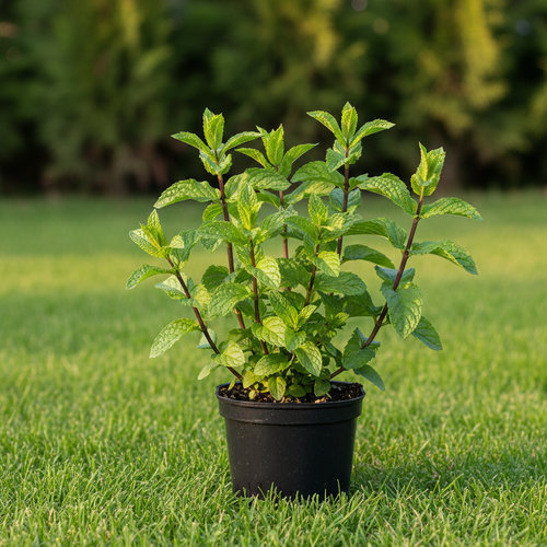 Мята Икс Пиперита Свисс купить