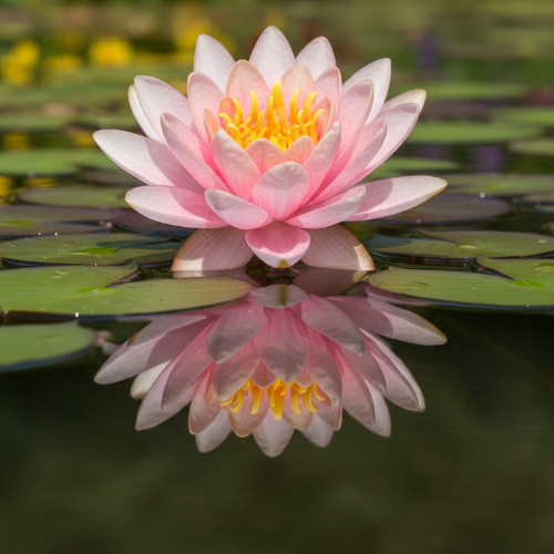 Кувшинка Голландия купить