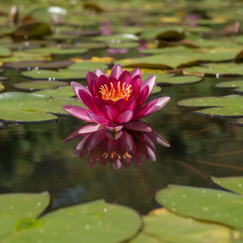 Кувшинка Джеймс Брайдон купить