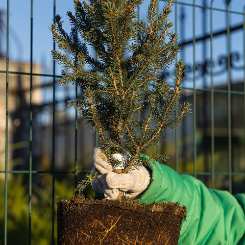 Ель обыкновенная Купресина купить