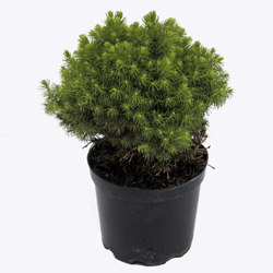 Ель канадская Альберта Глобе купить