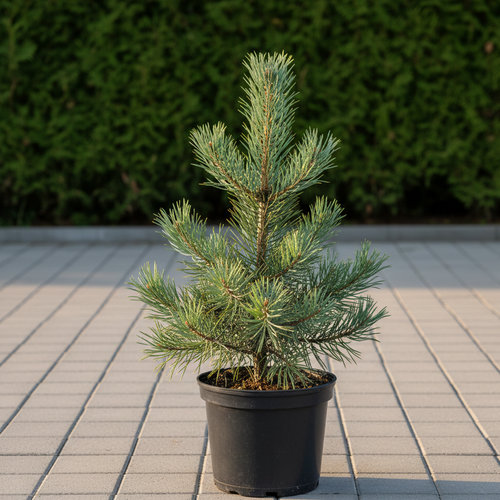 Сосна румелийская купить