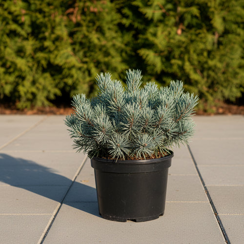 Сосна обыкновенная Чантри Блю купить