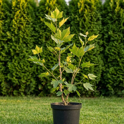 Платан клёнолистный X Acerifolia купить