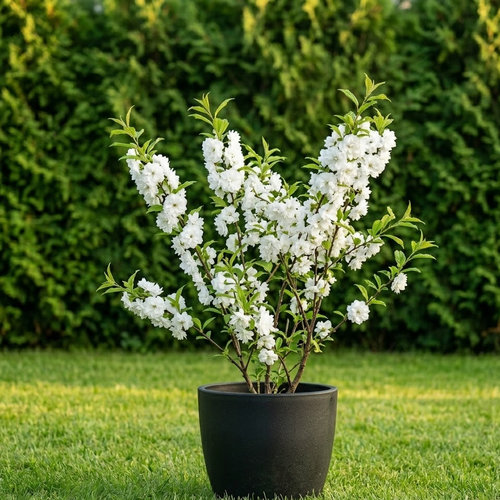 Слива железистая Альба Плена купить