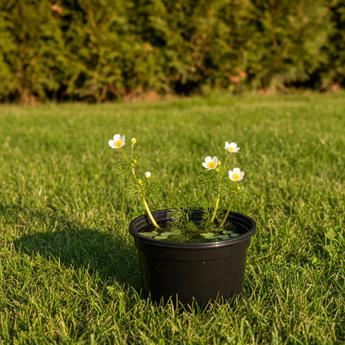 Лютик водяной  купить