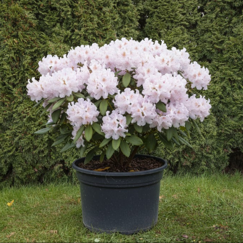 Рододендрон гибридный Гомер Ватерер купить