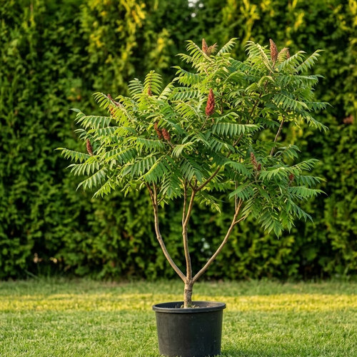 Сумах уксусный купить