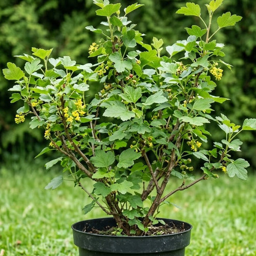 Смородина альпийская Шмидт купить