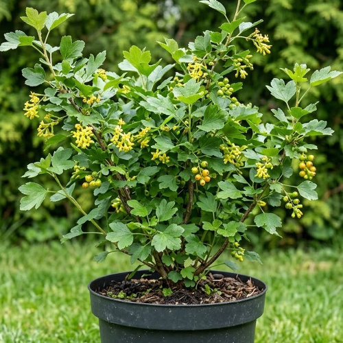 Смородина золотистая купить