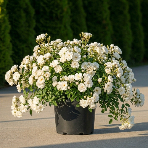 Роза почвопокровная Дрифт Ивори купить