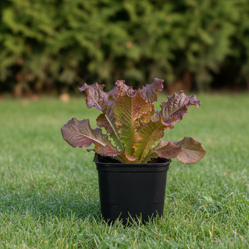 Салат листовой Робин купить