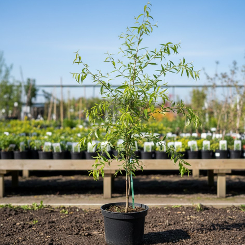 Ива козья купить