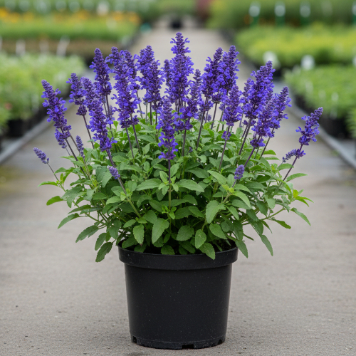 Шалфей дубравный (сальвия) Блаухугель купить