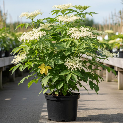 Бузина черная  купить