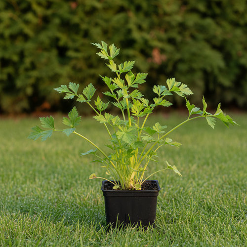 Сельдерей листовой Бодрость купить