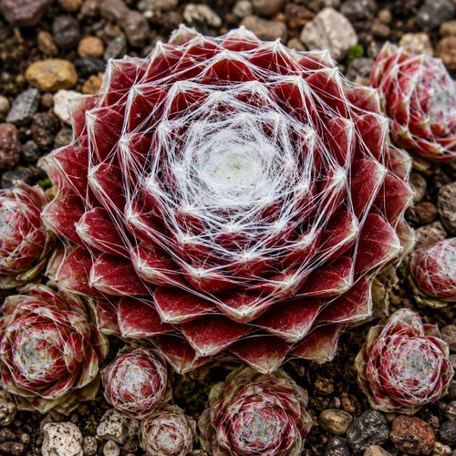 Молодило паутинистое Red Papaver купить