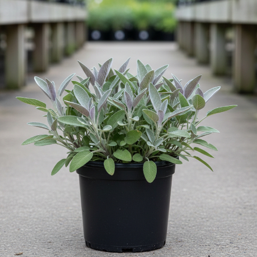 Шалфей микс купить