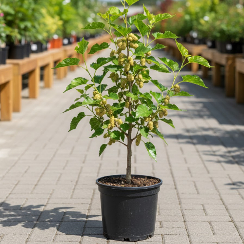 Шелковица Белая купить