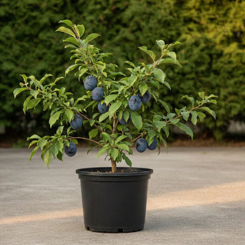 Слива Блю Фри купить