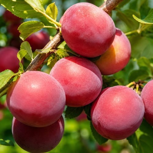 Слива Сюрприз Июля купить