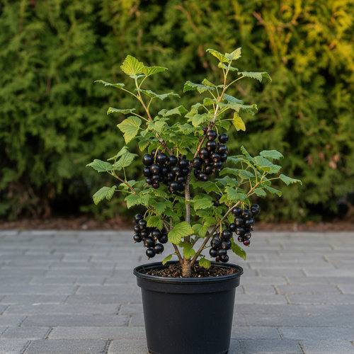 Смородина черная Ажурная купить