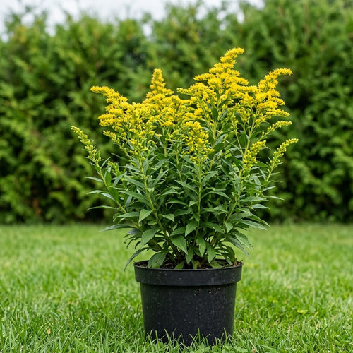 Золотарник Голдкинд (Золотой гном) купить