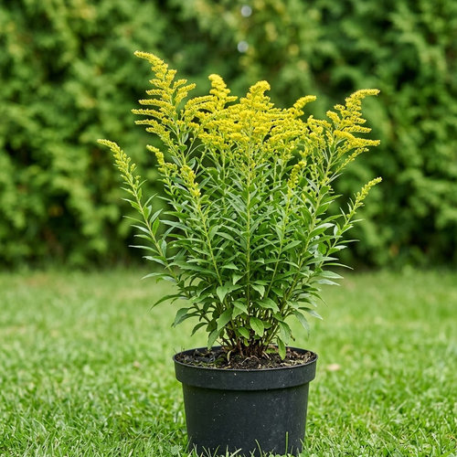 Золотарник гибридный Strahlenkrone купить