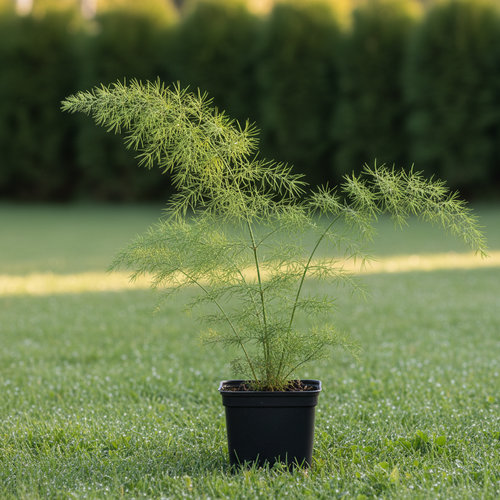 Спаржа купить