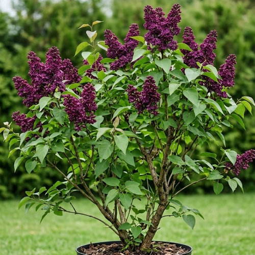 Сирень обыкновенная Памяти Людвига Шпета купить