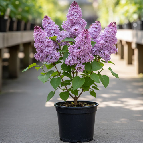 Сирень обыкновенная Катерин Хавемейер купить