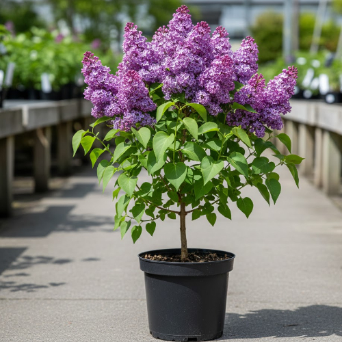 Сирень обыкновенная Мишель Бюхнер купить