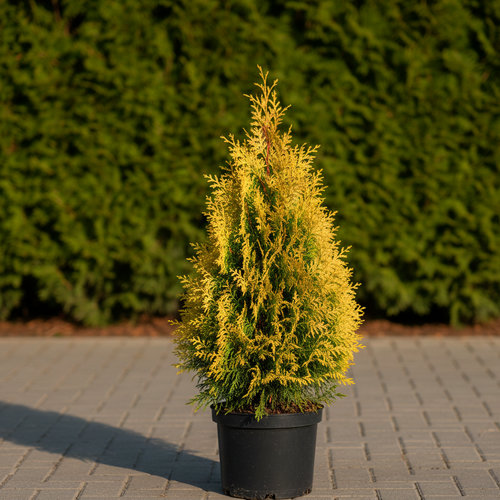 Туя западная Еллоу Даймонд купить