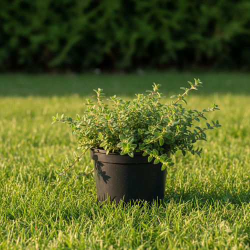 Тимьян ползучий купить