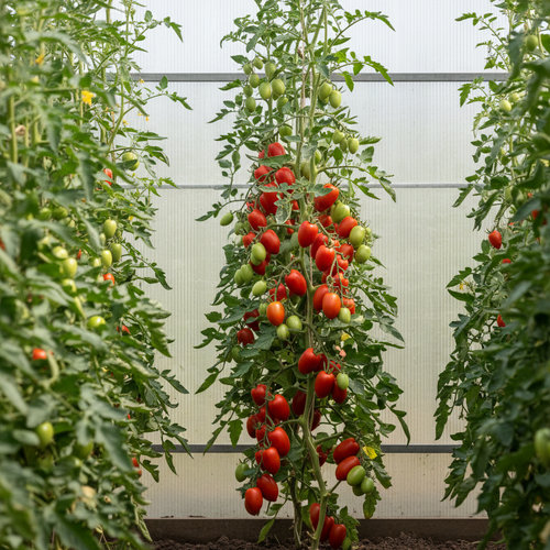 Томат Де барао купить