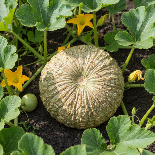 Тыква Ананасная купить