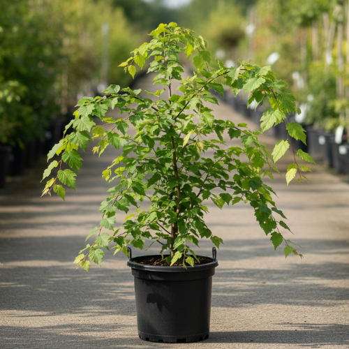 Вяз шершавый купить