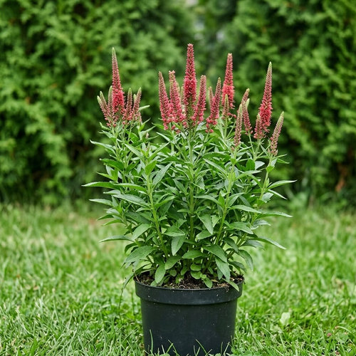 Вероника гибридная Атомик Ред Рей купить