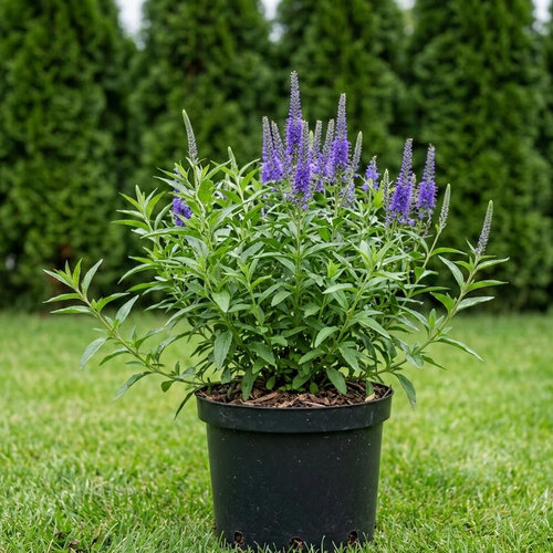 Вероника гибридная Абунданс купить